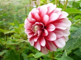 大丽花