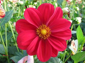 小丽菊