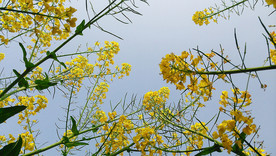 油菜花