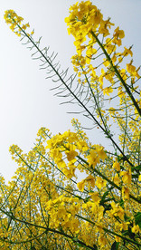 油菜花