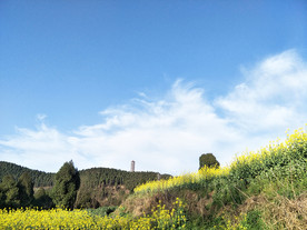油菜花