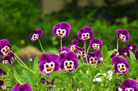 蝴蝶花