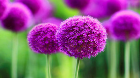紫花