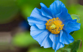 蓝花