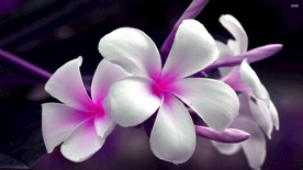 小花