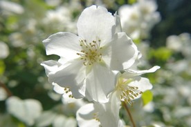白色花
