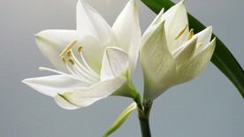 白色花