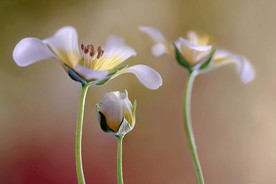 小花