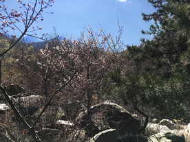 风景图