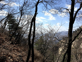 山坡上的树