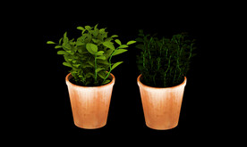 绿色盆栽植物3d模型