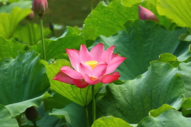 荷花
