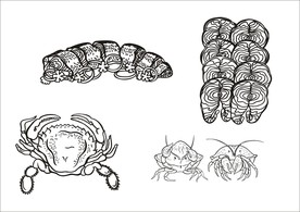 手绘线描螃蟹