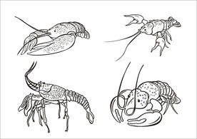 手绘线描虾