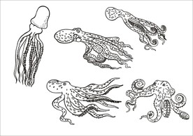 手绘线描乌贼