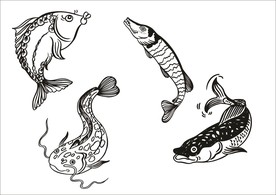 手绘线描鱼