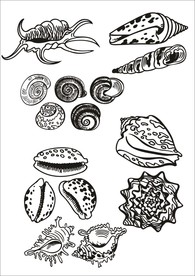手绘线描海螺