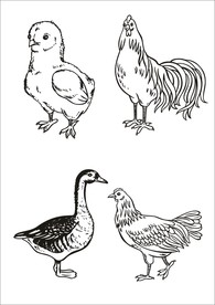 手绘线描小鸡