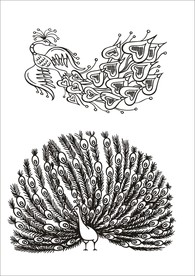 手绘线描孔雀