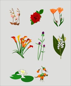 手绘花卉素材