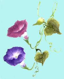 手绘花卉素材