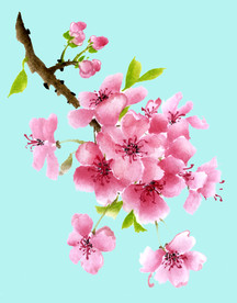 手绘花卉素材
