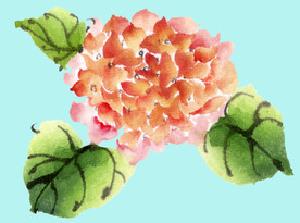 手绘花卉素材