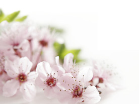 鲜花花朵花卉