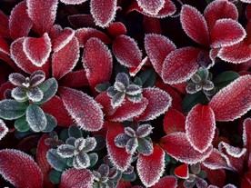 鲜花花朵花卉
