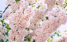 鲜花花朵花卉