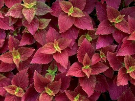 鲜花花朵花卉