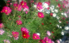 鲜花花朵花卉