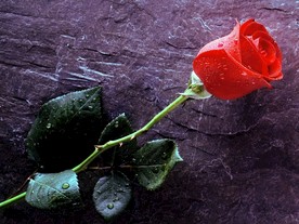 鲜花花朵花卉