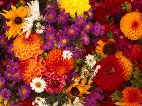 鲜花花朵花卉