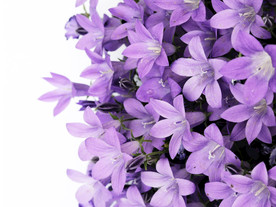鲜花花朵花卉