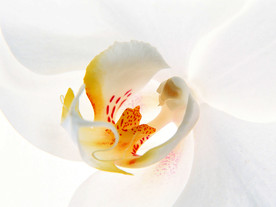 鲜花花朵花卉
