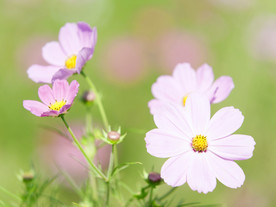 鲜花花朵花卉