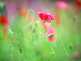鲜花花朵花卉