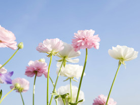 鲜花花朵花卉