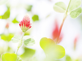 鲜花花朵花卉