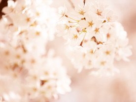 鲜花花朵花卉