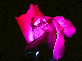 鲜花花朵花卉