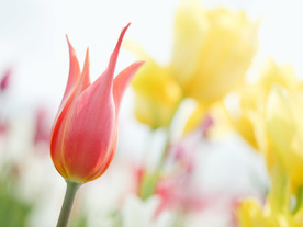 鲜花花朵花卉