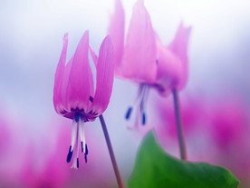 鲜花花朵花卉