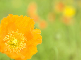 鲜花花朵花卉