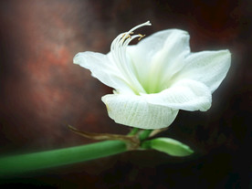 鲜花花朵花卉