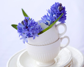 鲜花花朵花卉