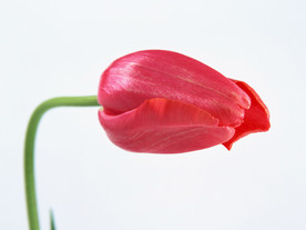 鲜花花朵花卉