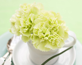鲜花花朵花卉