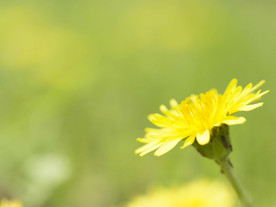 鲜花花朵花卉